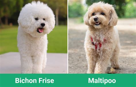 Bichon frise vs maltipoo - Find similarities and differences between Bichon Frise vs Toy Poodle vs Maltese. Which is better: Bichon Frise or Toy Poodle or Maltese? Compare Bichon A Poil Frise and Barbone and Maltese lion dog.